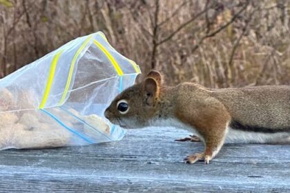 peanut,-please:-enjoy-these-photos-from-around-new-brunswick