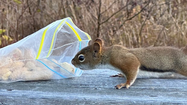 peanut,-please:-enjoy-these-photos-from-around-new-brunswick