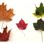 how-do-leaves-change-from-basic-green-to-beautiful-bright-colours?