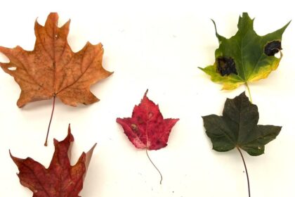 how-do-leaves-change-from-basic-green-to-beautiful-bright-colours?