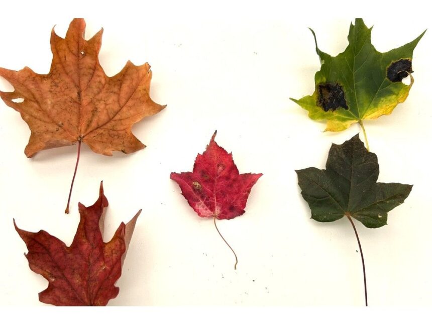 how-do-leaves-change-from-basic-green-to-beautiful-bright-colours?