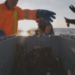 gardiens-du-homard-:-les-mikmaq-de-listuguj-en-action