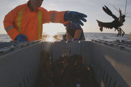 gardiens-du-homard-:-les-mikmaq-de-listuguj-en-action