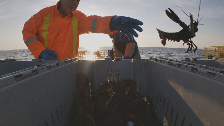 gardiens-du-homard-:-les-mikmaq-de-listuguj-en-action