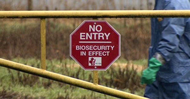 avian-flu-strikes-farms-in-bc.’s-fraser-valley,-with-7-outbreaks-this-month