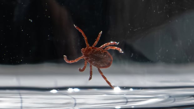 acadia-to-be-home-to-only-dedicated-tick-breeding-facility-in-canada