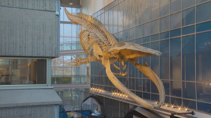 halifax-research-aquarium-prepares-to-open-to-the-public