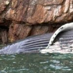 ‘very-sad-and-tragic’:-humpback-whale-found-dead-off-keats-island,-bc.