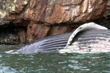 ‘very-sad-and-tragic’:-humpback-whale-found-dead-off-keats-island,-bc.