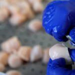 catch-limits-for-scallops-on-georges-bank-reduced-due-to-increase-in-predator-population