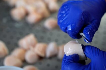 catch-limits-for-scallops-on-georges-bank-reduced-due-to-increase-in-predator-population