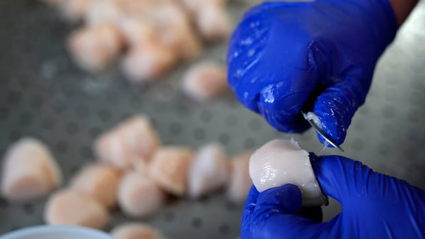 catch-limits-for-scallops-on-georges-bank-reduced-due-to-increase-in-predator-population