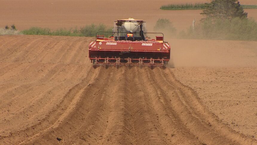 pei.-processing-company-ships-in-potatoes-as-island-crop-comes-up-short