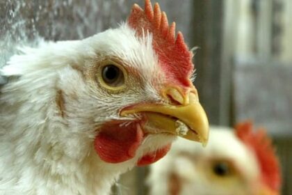 avian-flu-found-on-5-commercial-poultry-farms-in-manitoba,-culls-now-underway