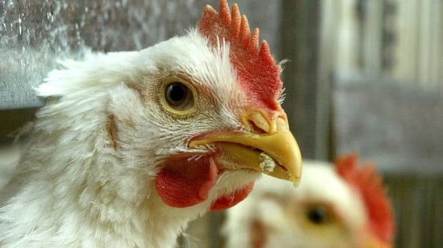 avian-flu-found-on-5-commercial-poultry-farms-in-manitoba,-culls-now-underway