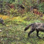 parks-canada-warns-of-increasingly-bold-wolves-stalking-dogs-near-tofino,-bc.
