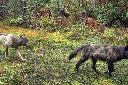 parks-canada-warns-of-increasingly-bold-wolves-stalking-dogs-near-tofino,-bc.