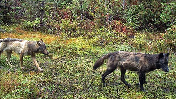 parks-canada-warns-of-increasingly-bold-wolves-stalking-dogs-near-tofino,-bc.