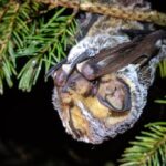 wind-turbines-keep-killing-bats-in-canada.-advocates-say-this-needs-to-change