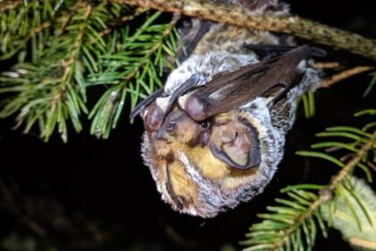 wind-turbines-keep-killing-bats-in-canada.-advocates-say-this-needs-to-change