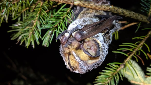 wind-turbines-keep-killing-bats-in-canada.-advocates-say-this-needs-to-change