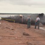 mars-wants-to-train-more-islanders-to-help-stranded-marine-animals,-but-says-it-lacks-money-to-do-it