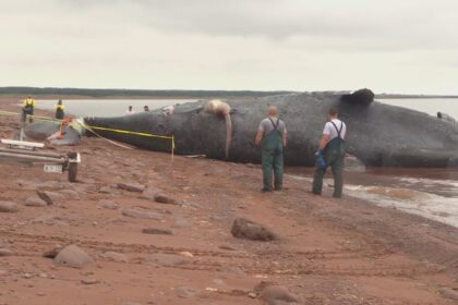 mars-wants-to-train-more-islanders-to-help-stranded-marine-animals,-but-says-it-lacks-money-to-do-it