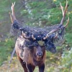 wildlife-photographer-helps-save-elk-trapped-in-netting-in-prince-albert-national-park