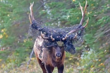 wildlife-photographer-helps-save-elk-trapped-in-netting-in-prince-albert-national-park