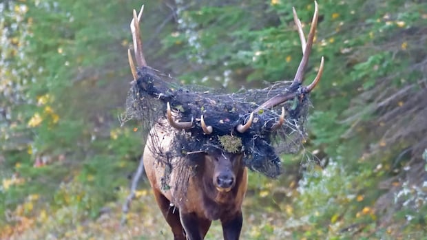 wildlife-photographer-helps-save-elk-trapped-in-netting-in-prince-albert-national-park