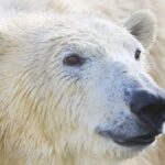 when-a-polar-bear-kills,-it-doesnt-just-eat.-it-feeds-a-whole-ecosystem