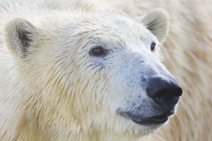 when-a-polar-bear-kills,-it-doesnt-just-eat.-it-feeds-a-whole-ecosystem