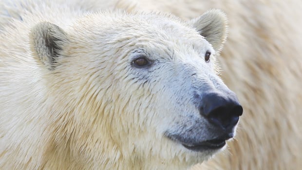 when-a-polar-bear-kills,-it-doesnt-just-eat.-it-feeds-a-whole-ecosystem