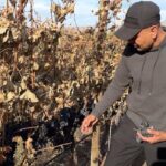 bc-grape-grower-left-with-unsold-fruit-as-wineries-allowed-to-import-us.-grapes