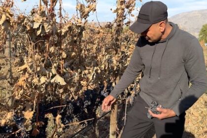 bc-grape-grower-left-with-unsold-fruit-as-wineries-allowed-to-import-us.-grapes