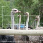 supreme-court-to-decide-on-nov-6-whether-to-hear-case-of-bc.-ostriches