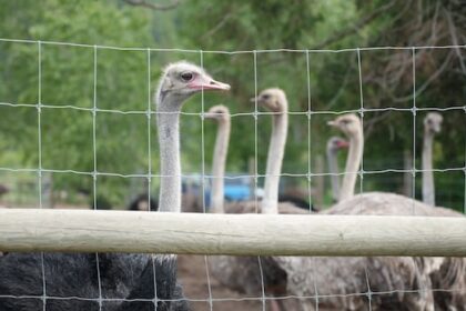 supreme-court-to-decide-on-nov-6-whether-to-hear-case-of-bc.-ostriches