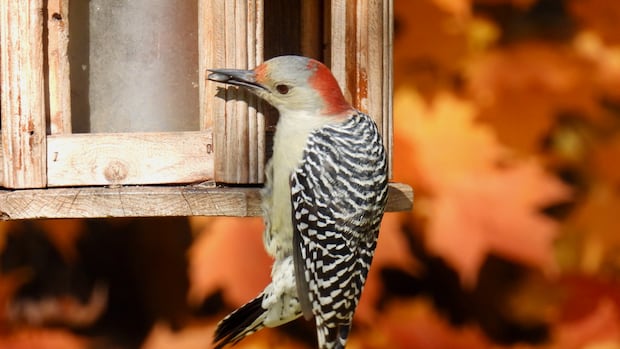 wrapping-up-the-foliage-season:-enjoy-these-photos-from-around-new-brunswick