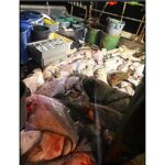 cape-breton-judge-fines-man-$76,000-for-illegally-fishing-halibut