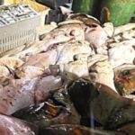 fisherman-gets-$76,000-in-fines-plus-fishing-ban-for-illegal-catch