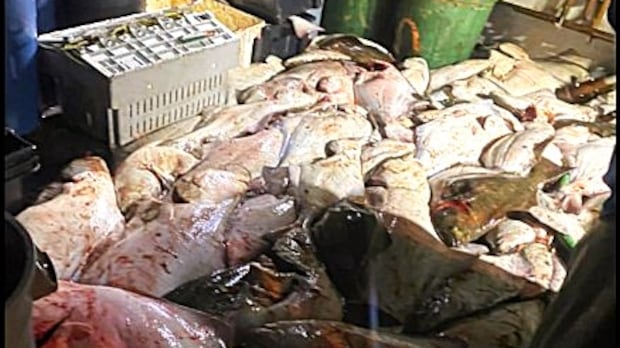 fisherman-gets-$76,000-in-fines-plus-fishing-ban-for-illegal-catch