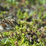 tiny-birds,-and-their-tiny-superfood,-could-decline-due-to-irreversible-effects-of-vancouver-port-expansion
