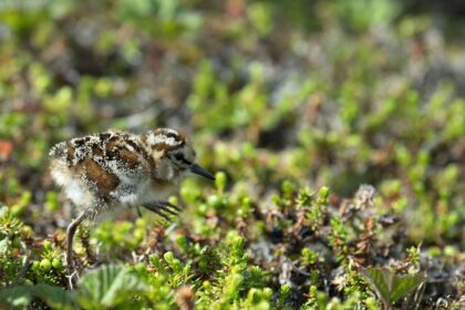 tiny-birds,-and-their-tiny-superfood,-could-decline-due-to-irreversible-effects-of-vancouver-port-expansion