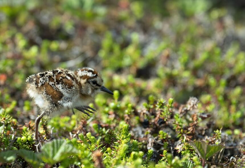 tiny-birds,-and-their-tiny-superfood,-could-decline-due-to-irreversible-effects-of-vancouver-port-expansion