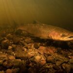 drought-could-threaten-salmon-returning-to-ns.-rivers-to-spawn,-say-conservationists