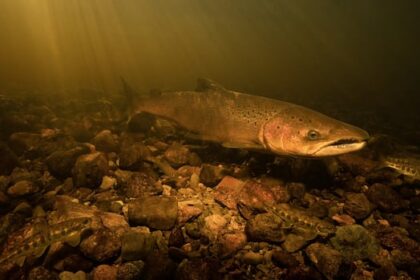 drought-could-threaten-salmon-returning-to-ns.-rivers-to-spawn,-say-conservationists