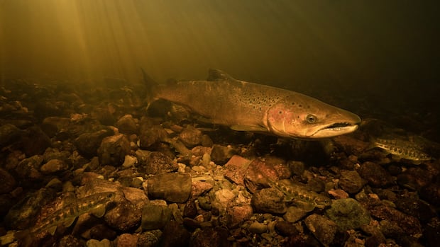 drought-could-threaten-salmon-returning-to-ns.-rivers-to-spawn,-say-conservationists