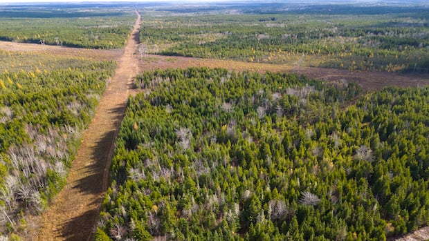 conservationists-question-nb.-power-decision-not-to-build-$1b-gas-plant-at-industrial-park