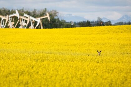 biofuel-initiative-announced-in-federal-budget-‘an-expanded-opportunity,’-says-sask.-farmer