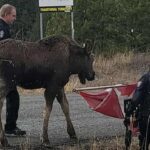moose-set-loose-in-bc.-interior-with-the-help-of-a-canadian-flag